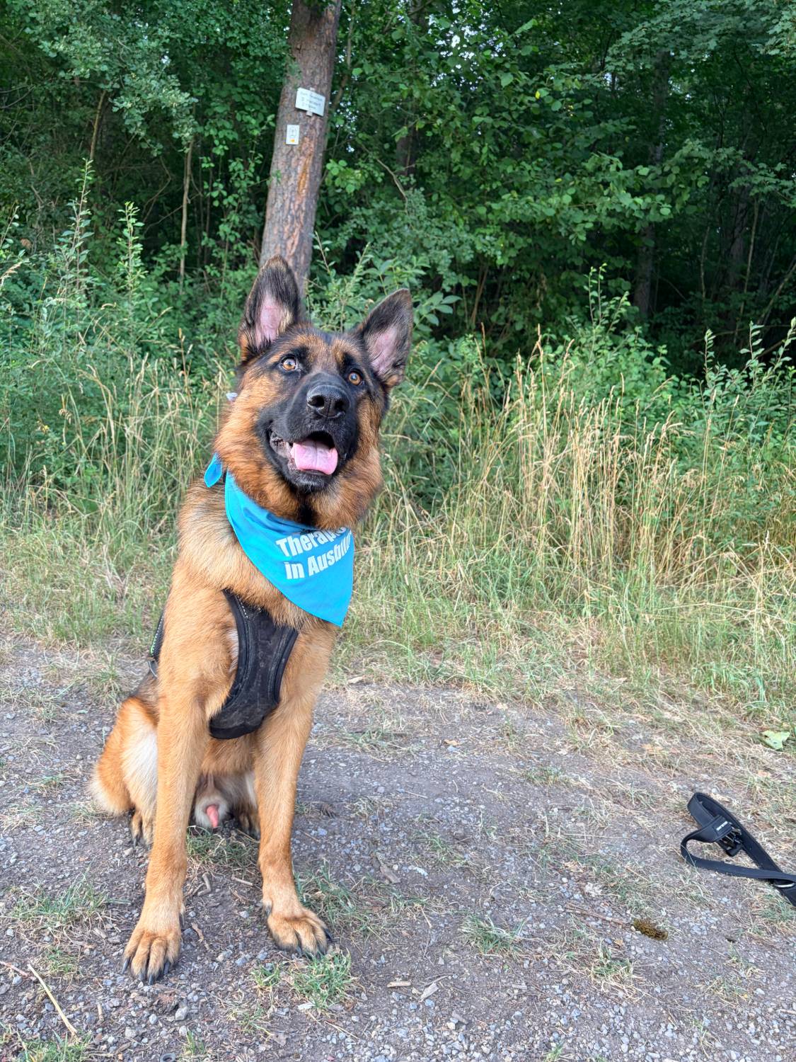 Therapiehund in Ausbildung mit türkisem Halstuch sitzt aufmerksam am Waldrand